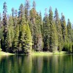 Bosques de coniferas