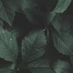 hojas de pigmento oscura