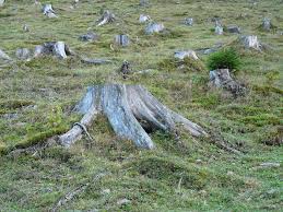 tala de arboles en la naturaleza