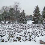 arboles-perennifolios