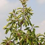 hoja madroño de Grecia