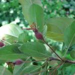 hoja manzano silvestre japones