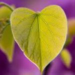 hoja del arbol de judas