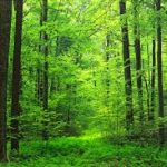 arboles latifoliados