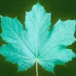 hoja del arce noruego