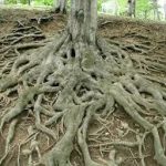 raices de un arbol