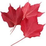 Hoja del arce rojo americano