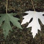 hoja del arce plateado