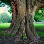 tronco de un arbol