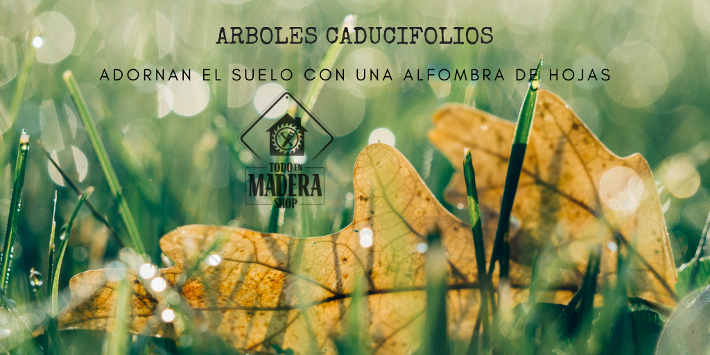 arboles caducifolios