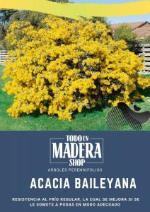 poster de la acacia baileyana