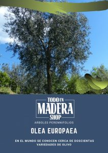 arbol olivo