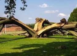 impacto de rayo sobre un arbol