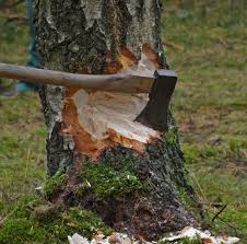 deforestacion y tala de arboles