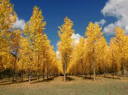 arbol de abedul con hojas latifoliadas