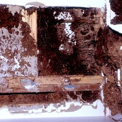 consecuencias del ataque de termitas