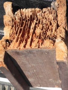 daño de termitas a una pieza de madera